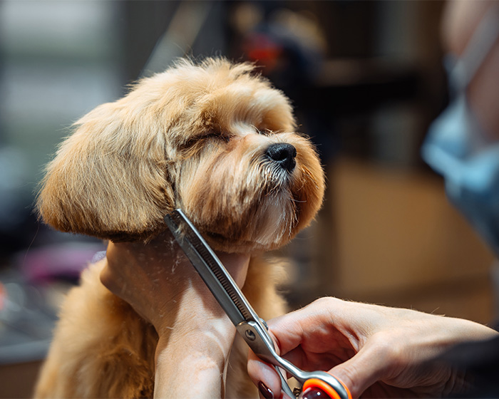 A small dog getting groomed at a pet groomer, referencing the hair salon owner's controversial remark. A small dog getting groomed at a pet groomer, referencing the hair salon owner's controversial remark.
