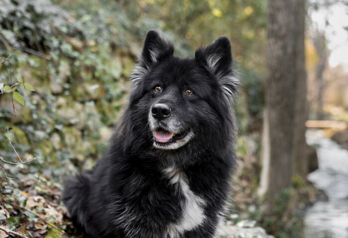 A black fluffy dog sitting outdoors near a stream, a visual for pet owners and vet bills.