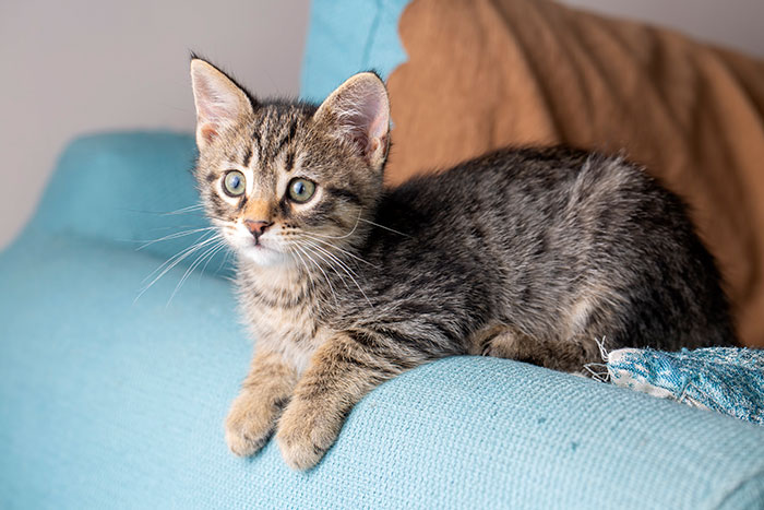 A cute tabby kitten with wide eyes lying on a blue couch, its innocent gaze hinting at harmless secrets that warm your heart.
