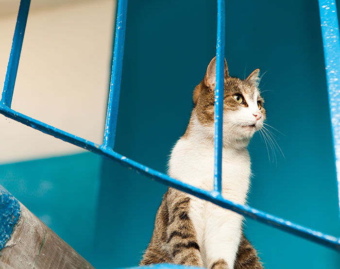 A tabby and white cat looking through blue bars, one of the harmless secrets people keep that warm your heart.