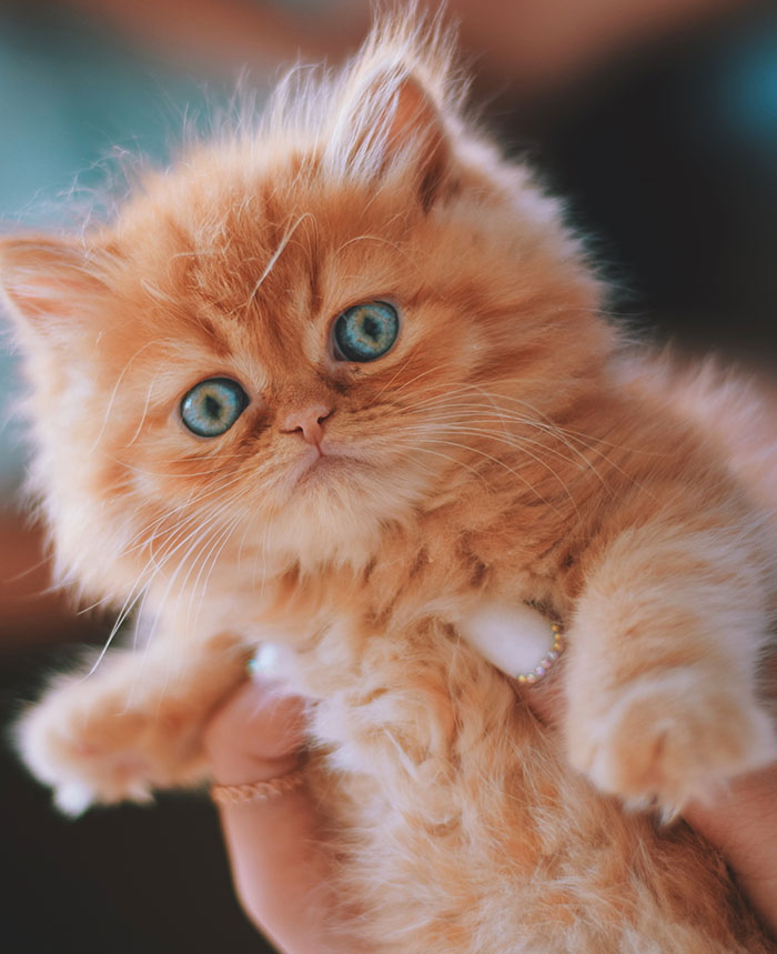 An adorable fluffy orange kitten with blue eyes, a tiny bundle of joy and one of the harmless secrets people keep.