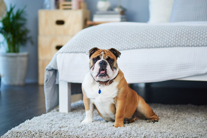 A bulldog sitting on a rug, portraying unhinged house rules that make sense to the family.