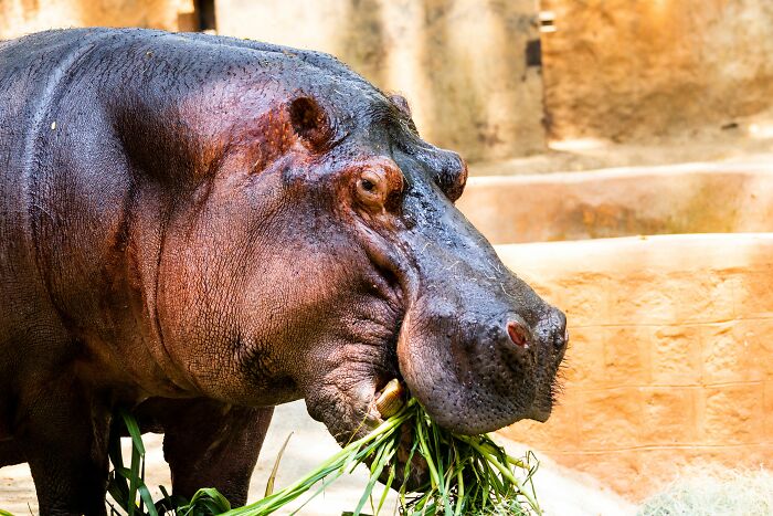 A large hippo eating grass, highlighting a harmless-looking thing that can be dangerous.