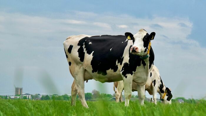 A black and white cow stands in a green pasture; a harmless-looking thing that can be dangerous.