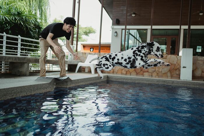 A man watching his Dalmatian dog jump into a swimming pool. Harmless-looking things can be more dangerous.