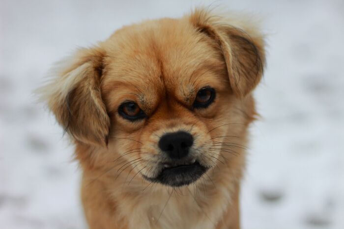 A small, light brown dog with a slightly worried expression, perhaps witnessing funny encounters by American tourists.