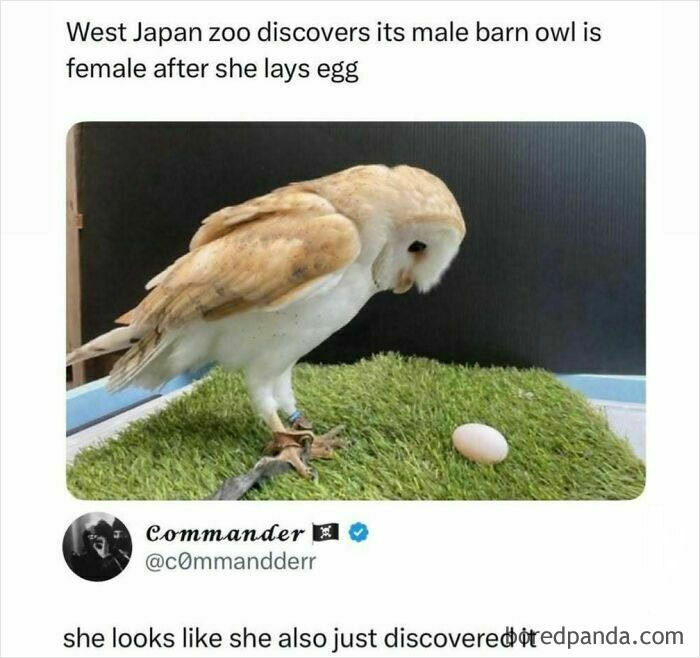 A funny animal meme featuring a barn owl next to an egg, looking surprised.
