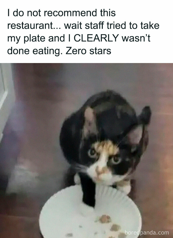 A funny animal meme of a cat with a plate of food, expressing displeasure.