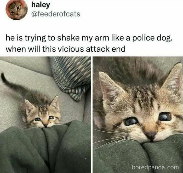 Funny animals meme: A tiny kitten adorably bites a person's arm, depicting a funny animal moment for those who like animals.
