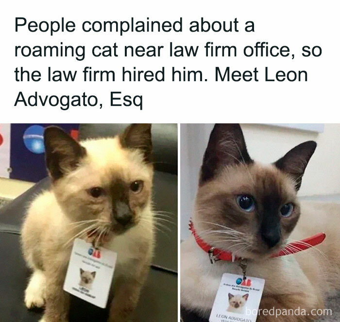 Funny memes with a cat hired by a law firm, wearing an ID tag, showcasing funny animals.