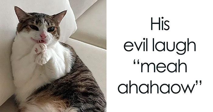 78 Hilarious Animal Memes That Make You Appreciate Them Even More
