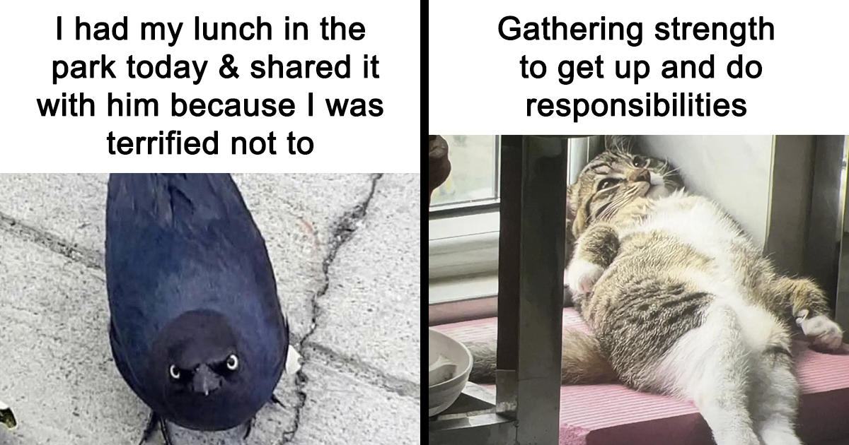 78 Hilarious Animal Memes That Make You Appreciate Them Even More