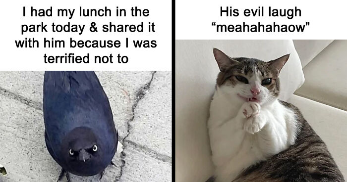78 Hilarious Animal Memes That Make You Appreciate Them Even More