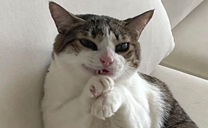 If You Like Animals More Than People, These 78 Funny Memes And Posts Might Be What You Need