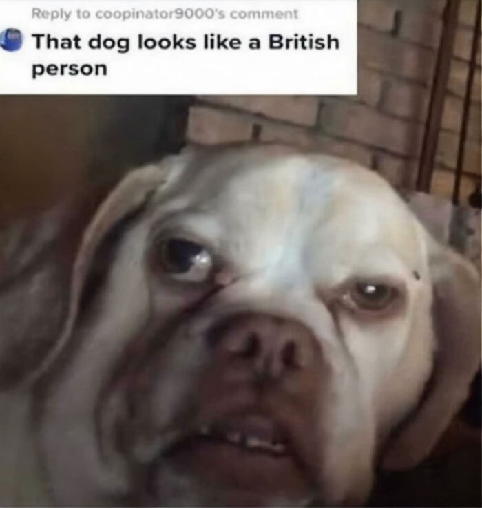 If This Dog Could Speak, What Would It Be Talking About?