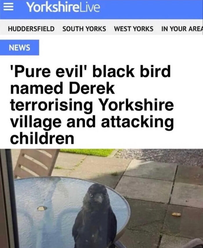 A news headline about a black bird named Derek terrorizing a Yorkshire village, a piece of British humor.