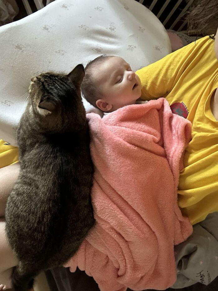 A newborn baby sleeps peacefully, covered in a pink blanket, with a cat resting nearby, highlighting the rewarding side of motherhood.