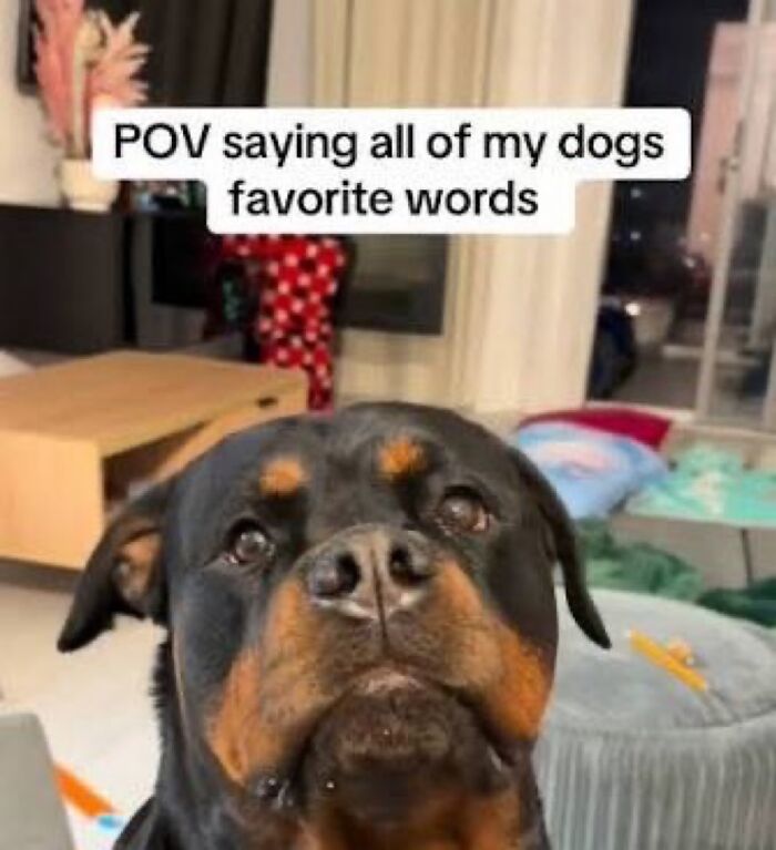 A close-up of a Rottweiler dog looking up attentively, with text about saying its favorite words, illustrating funny memes.