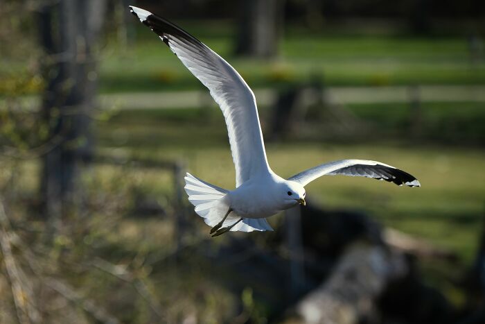 A white seagull in flight with wings spread against a green and blurred background, an absurd and hilarious sight.
