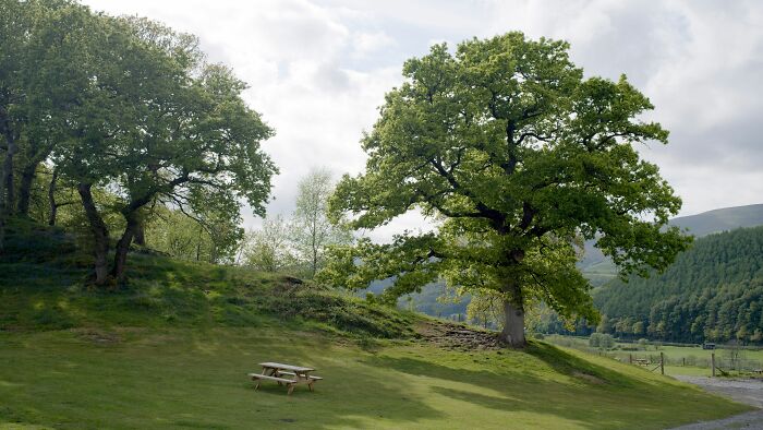 A scenic landscape with lush green trees and a picnic table, an absurd and hilarious firsthand view.