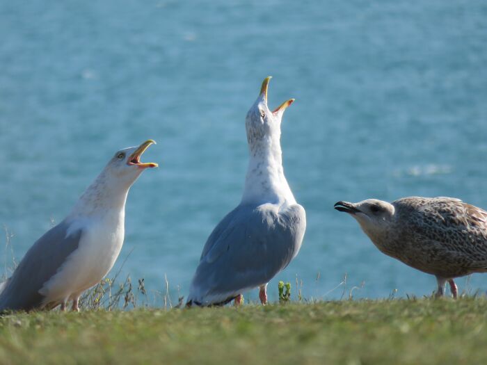 Two seagulls squawking with open beaks near a third, depicting absurd and hilarious things folks witness.