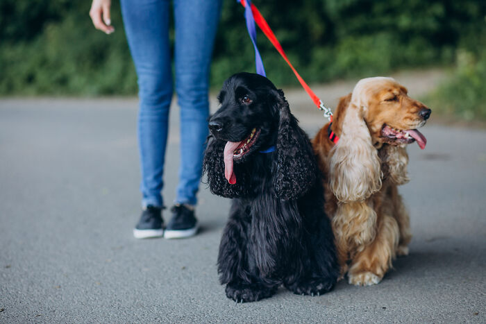 Two Cocker Spaniels on leashes sit patiently with their owner, a common yet absurdly cute sight.