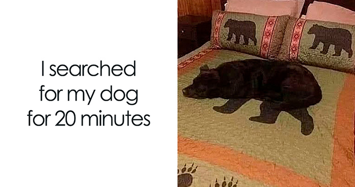 38 Hilarious Dog Memes Shared By This Page Celebrating Everything That Makes Dogs So Lovable