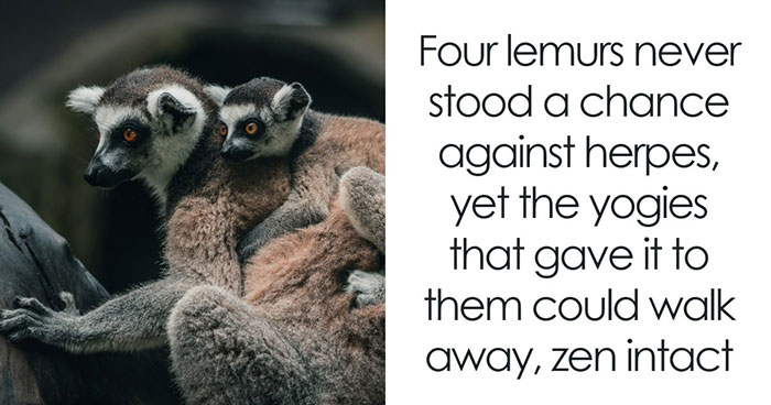 The Yoga Class To Lemur Herpes Pipeline Is Real, And Scientists Are Not Happy About It