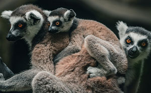 The Yoga Class To Lemur Herpes Pipeline Is Real, And Scientists Are Not Happy About It