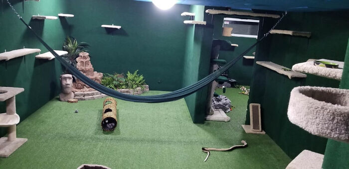 A DIY home project transforms a room into a vibrant green cat paradise with shelves, hammocks, and a fountain.
