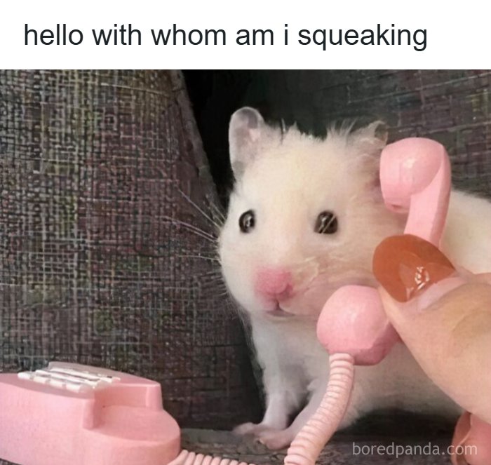 A hamster animal meme on the phone saying hello with whom am I squeaking.
