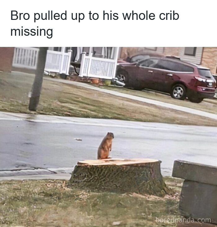 Funny animal memes: A groundhog standing on a tree stump, looking lost, with text about a missing crib.