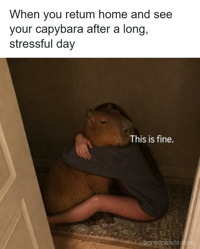 An animal meme showing a person hugging a capybara, captioned This is fine, making your day brighter and better.