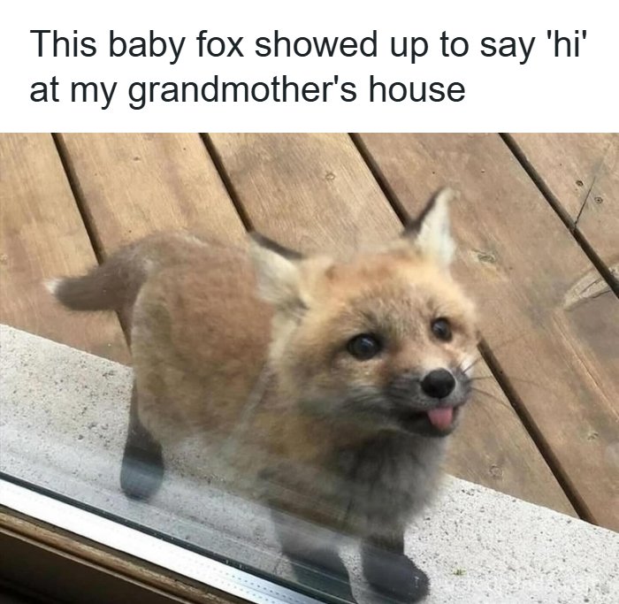 A cute baby fox with its tongue slightly out, looking through a glass door at a grandma's house for funny animal memes.