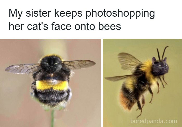A funny animal meme showing a bumblebee next to a Photoshopped image of a bumblebee with a cat's face.