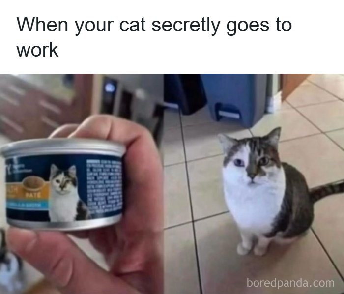 A person holds up a can of cat food next to a domestic cat sitting on a tiled floor for funny animal memes.