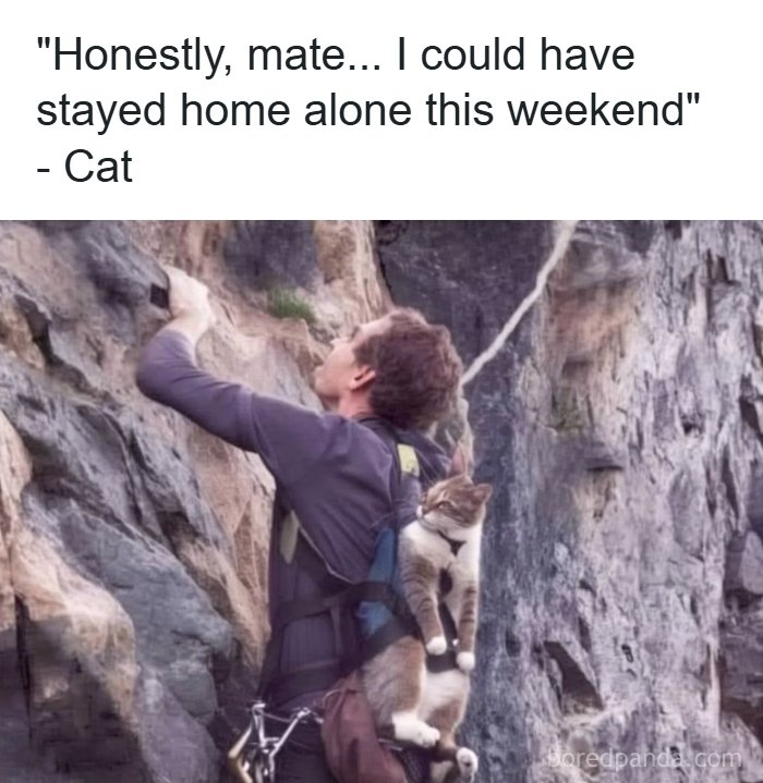 A man rock climbing with an adorable cat in a backpack, captioned with a cat's thought, a funny animal meme.