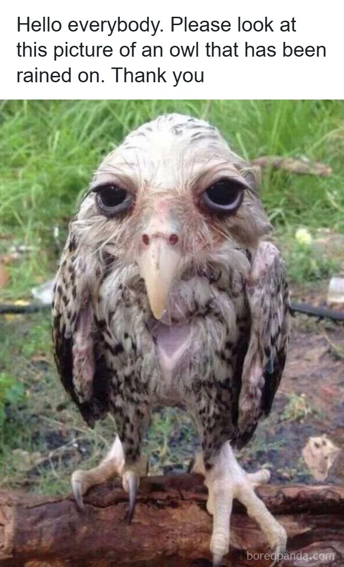 A funny animal meme featuring a wet, disheveled owl looking straight at the camera.