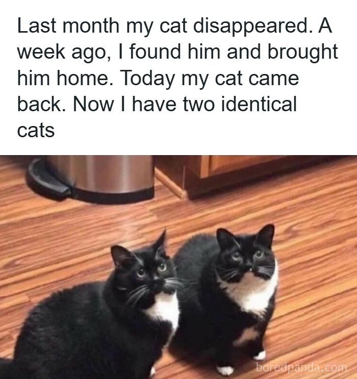An adorable animal meme showing two identical black and white cats sitting on a wooden floor.