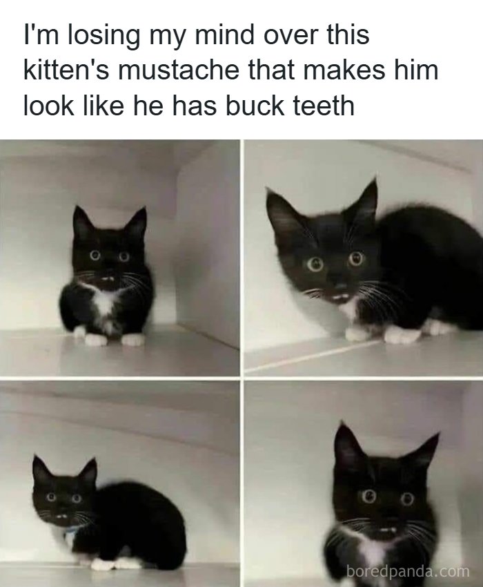 A funny animal meme featuring a black kitten with a unique mustache that makes it look like it has buck teeth.