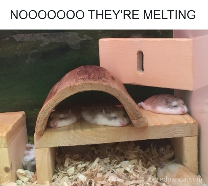 Three small hamsters sleeping in their cage, looking like they are melting, an adorable animal meme.