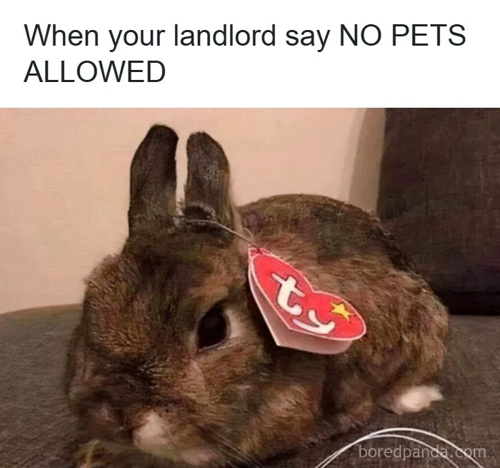 A rabbit animal meme wearing a Beanie Baby tag, representing pets not allowed by a landlord.