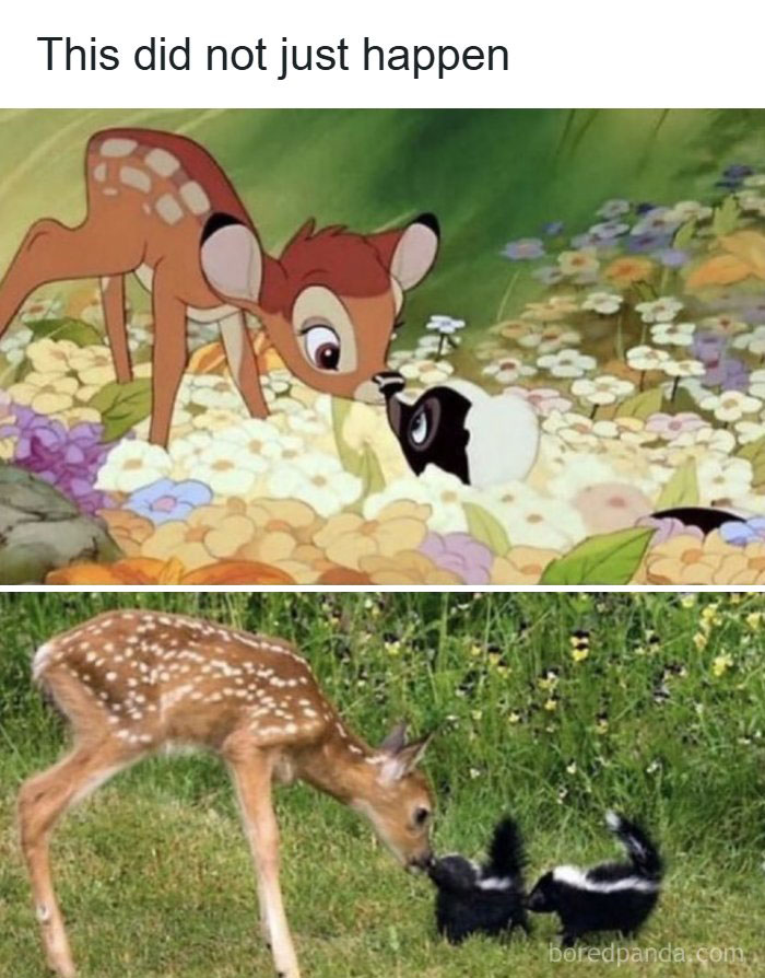 Two side-by-side images comparing a cartoon deer and skunk to real-life funny and adorable animal interactions.