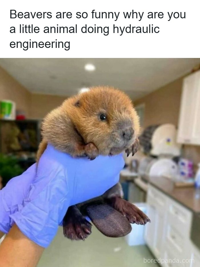 A funny science meme featuring a cute baby beaver held in a gloved hand, referencing hydraulic engineering.