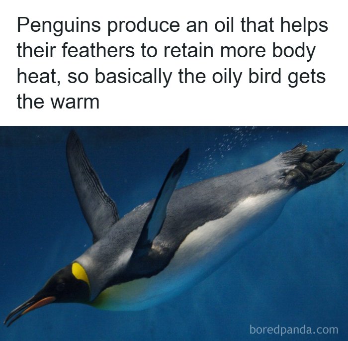 A funny science meme image of a penguin underwater, explaining how its oily feathers retain warmth.