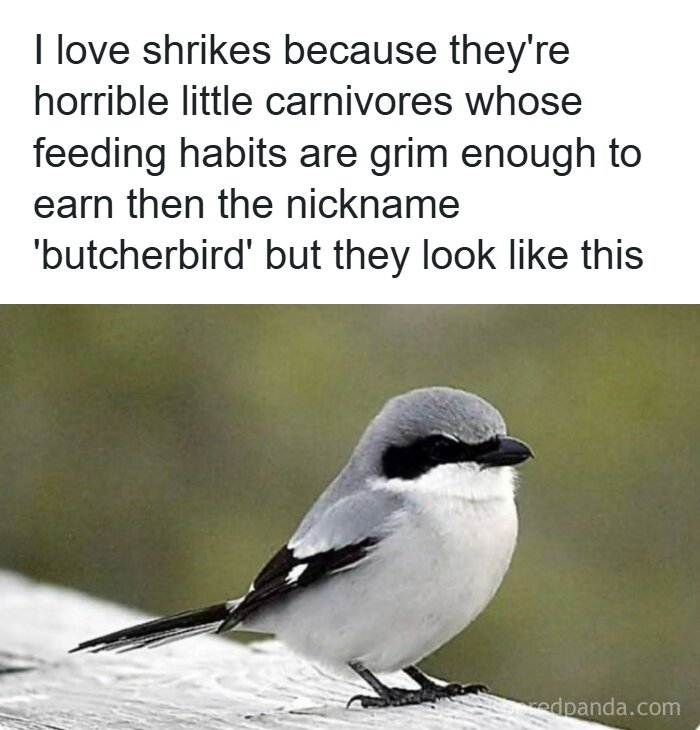 Funny memes about science: a cute shrike, also known as a butcherbird, with a caption about its feeding habits.