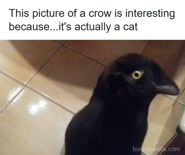 A black cat cleverly disguised as a crow, one of the fascinating finds showing optical illusions.