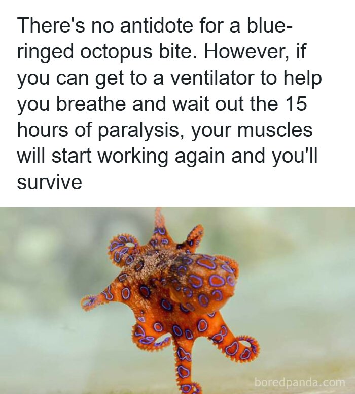 A vibrant blue-ringed octopus, illustrating fascinating finds and a critical fact about its venomous bite.
