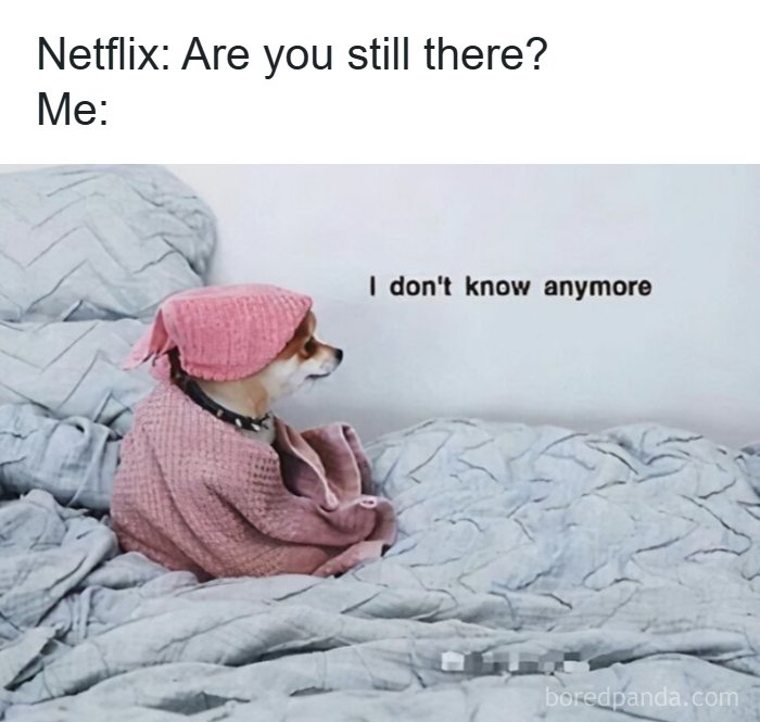 Relatable animal memes: A small dog wrapped in a pink blanket and scarf, looking away while sitting on a bed.