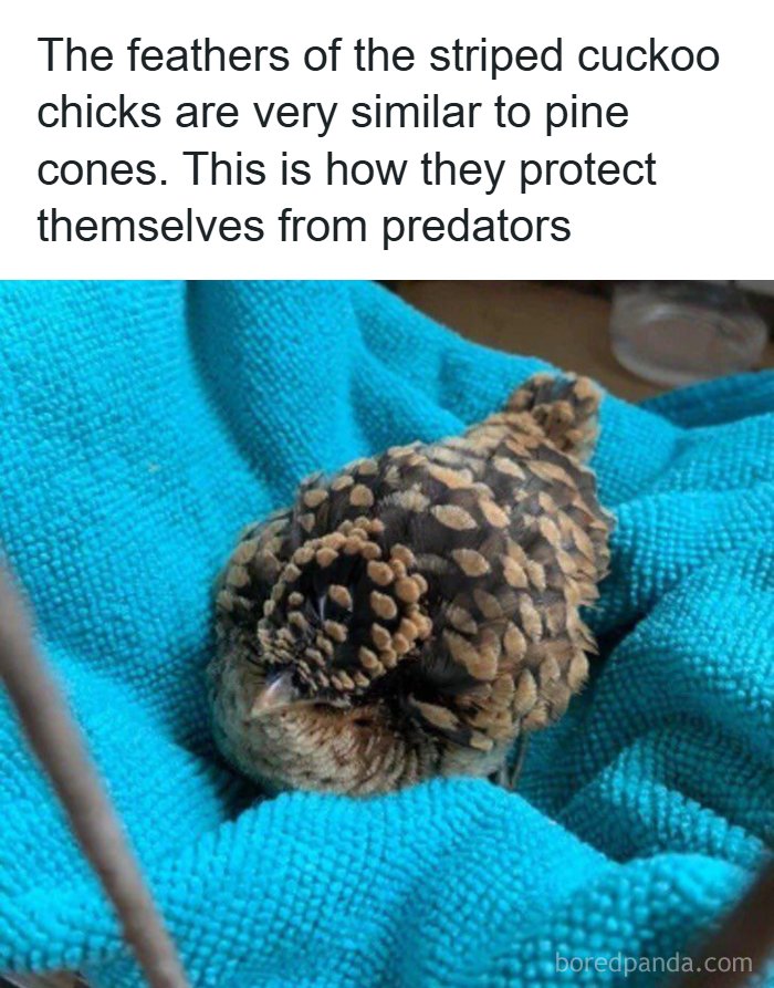 A striped cuckoo chick camouflaged like a pine cone on a blue towel, an adorable animal fact and meme.